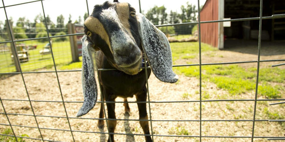Summer farm dinner goat