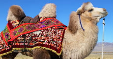mongolian camel 230-x-120