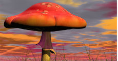 mushroom 1 230-x-120